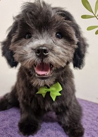 Puppy Style